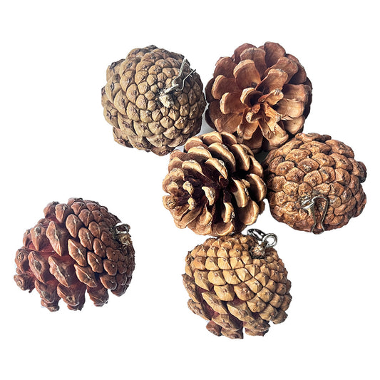 Parrot Bite Toy Can Hang With Studs Pine Cones