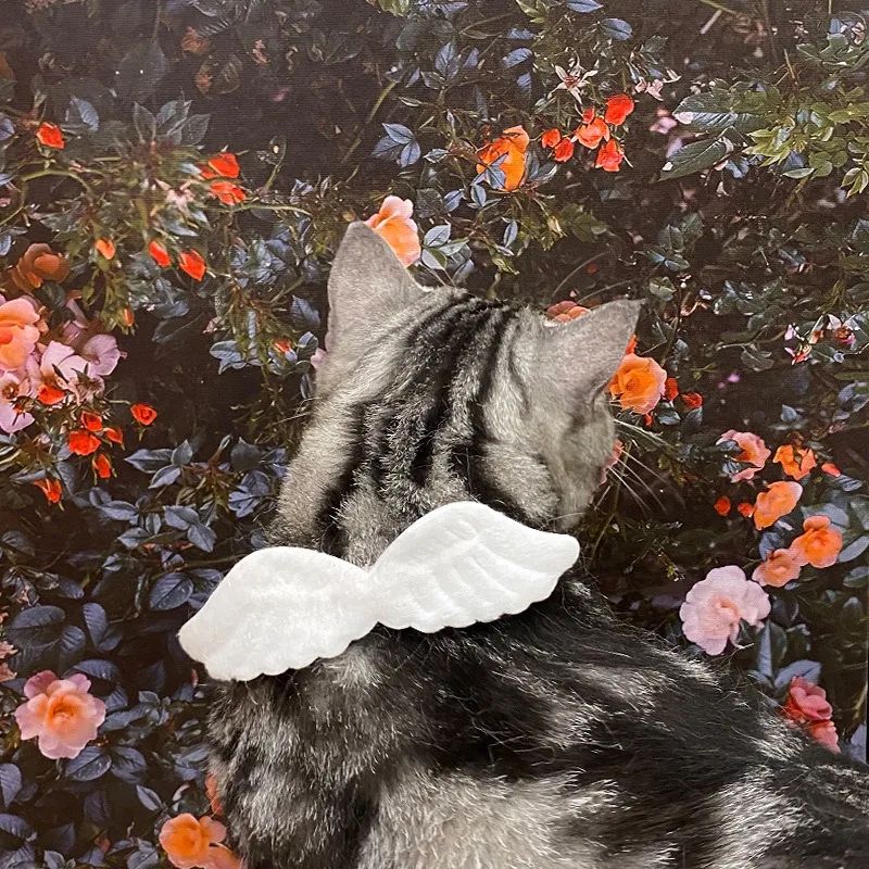 New Cat Specific Pet White Collar Angel Wing Accessories Outdoor