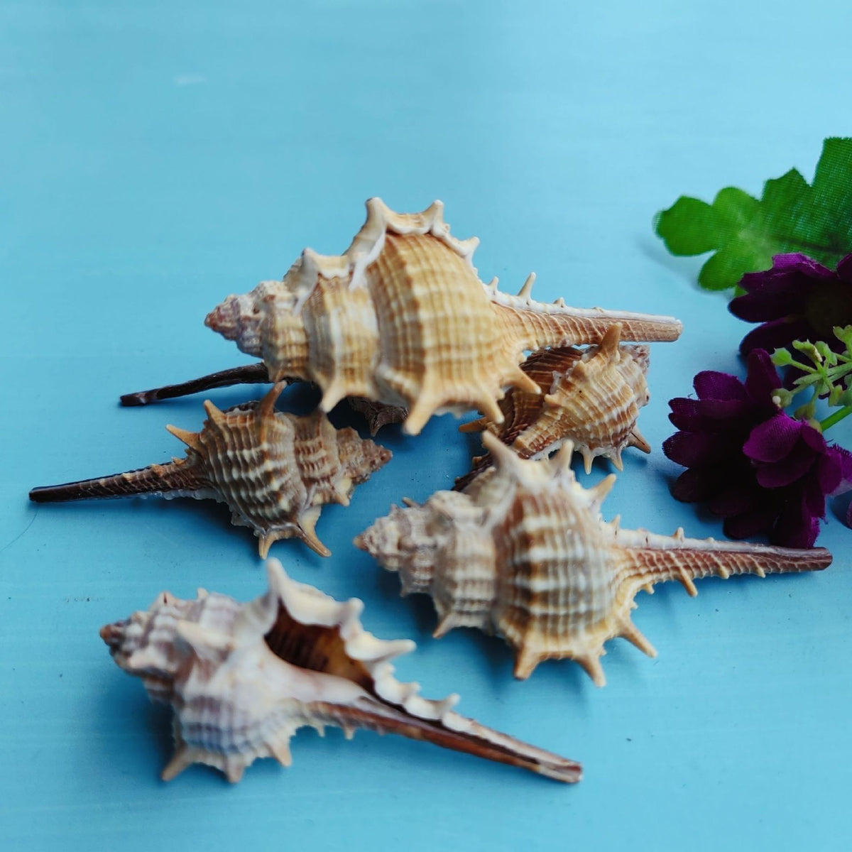 Natural Shell Conch 5-9cm Home Fish Tank Micro Landscape Decoration