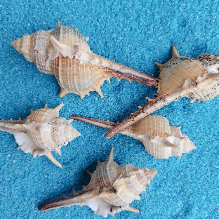 Natural Shell Conch 5-9cm Home Fish Tank Micro Landscape Decoration