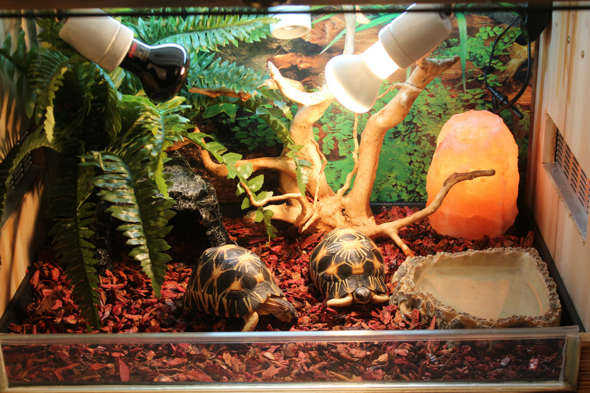 Borozo Reptile Tortoise Cave Hideout Nest Snake Lizard Big Hole