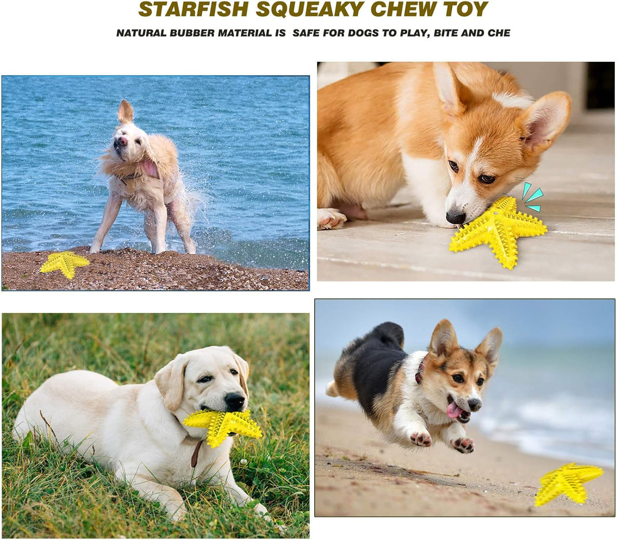 Sounding Starfish The Natural Toothbrush For Small And Medium Dogs
