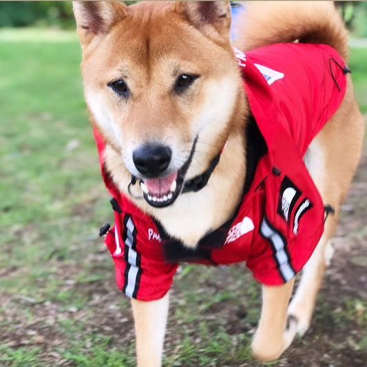 Windproof And Rainproof Dog Large Raincoat