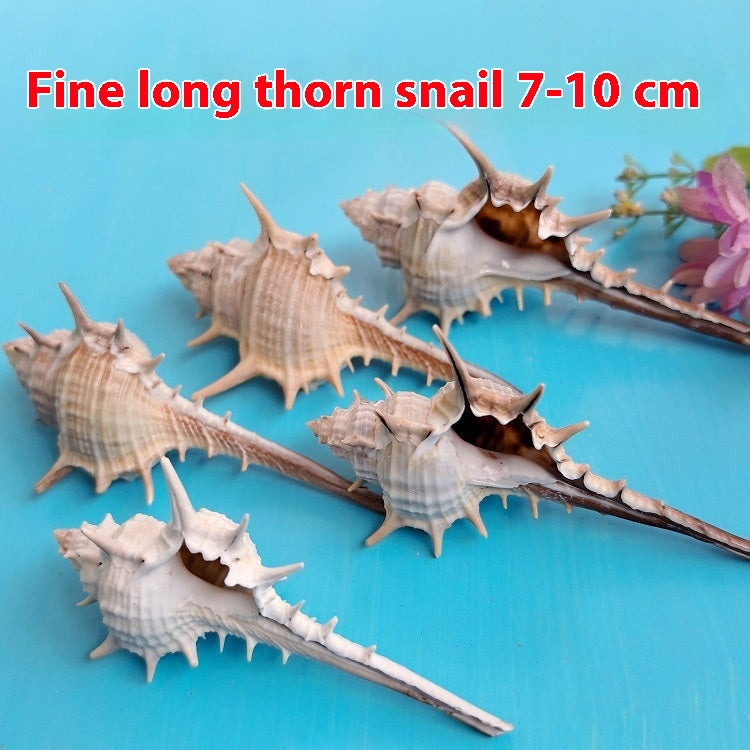 Natural Shell Conch 5-9cm Home Fish Tank Micro Landscape Decoration