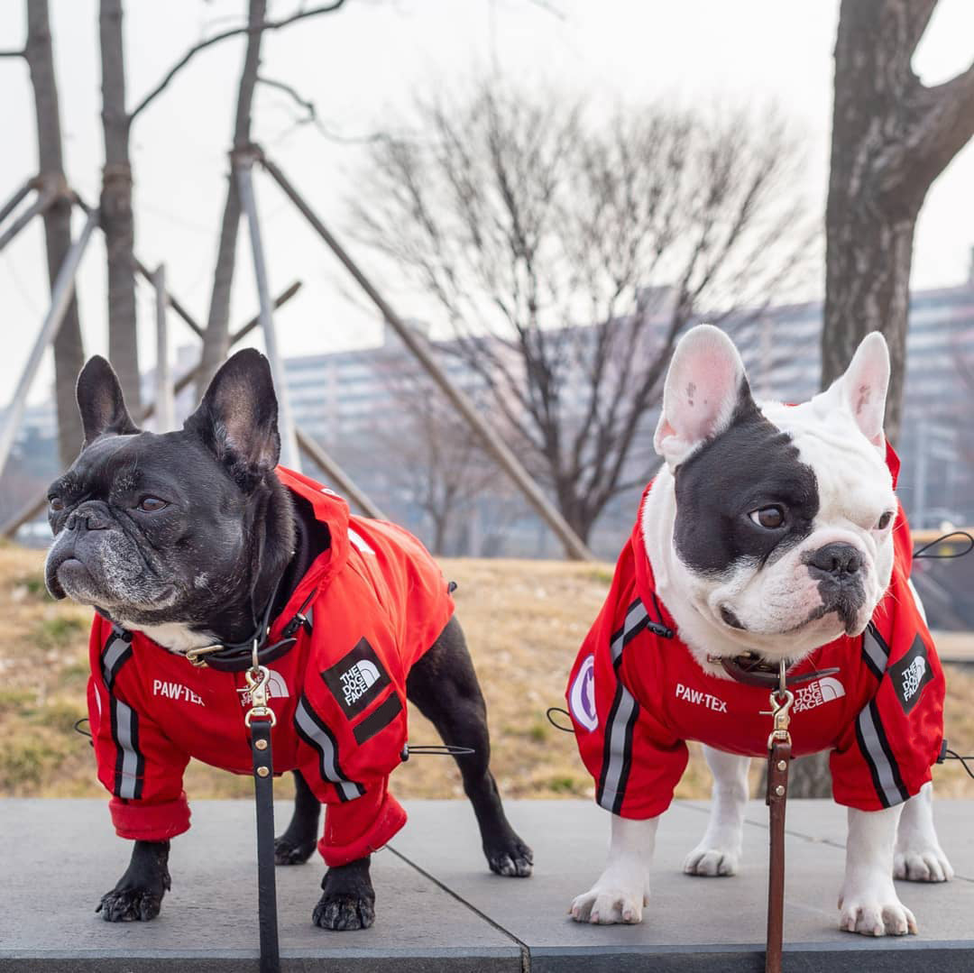 Windproof And Rainproof Dog Large Raincoat